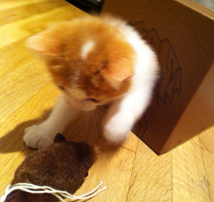paul gilbert cat juliet